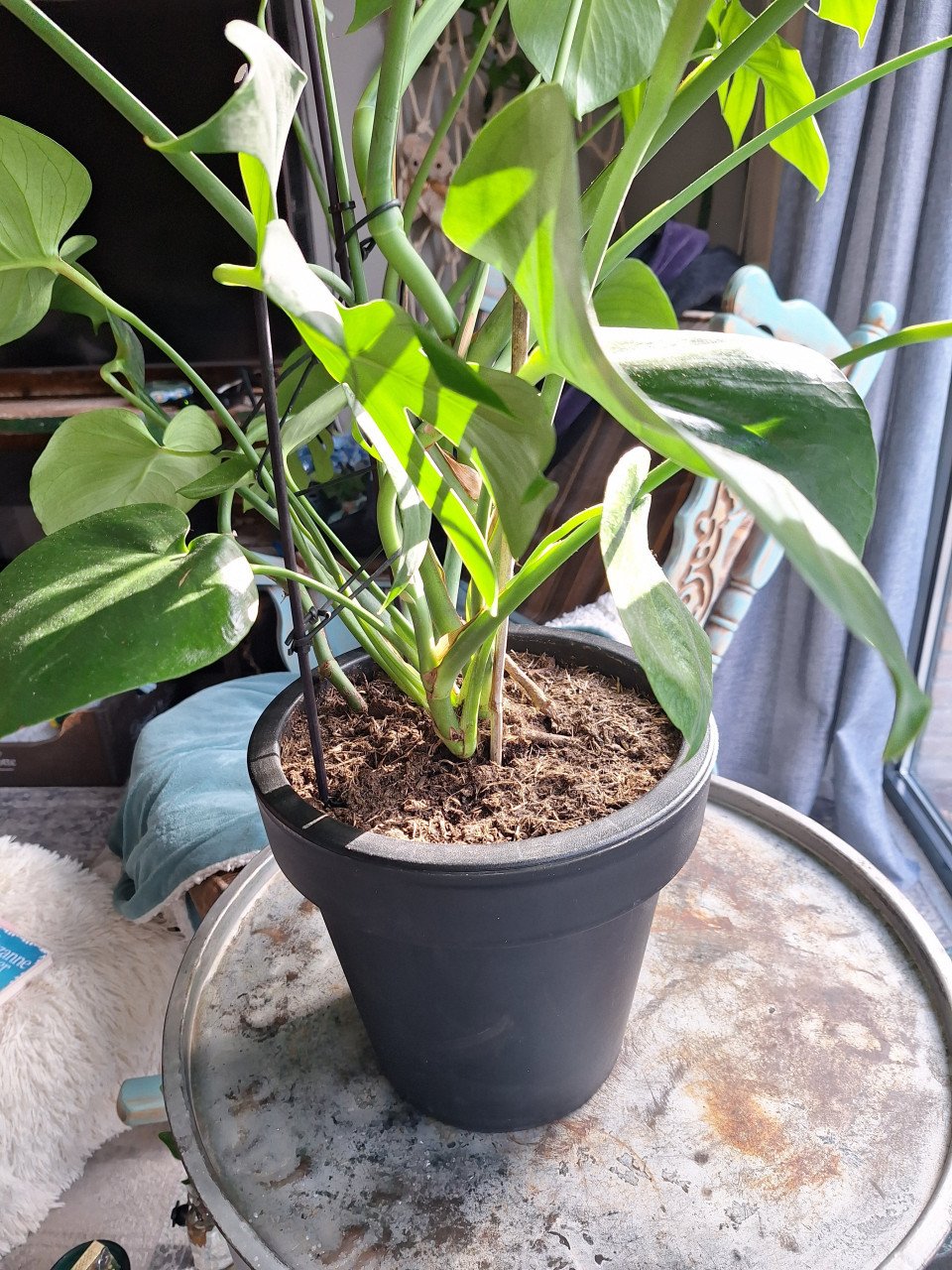 Kamerplant