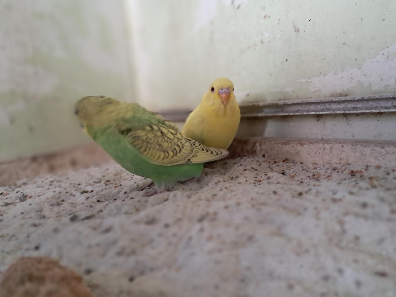 2 jonge grasparkieten