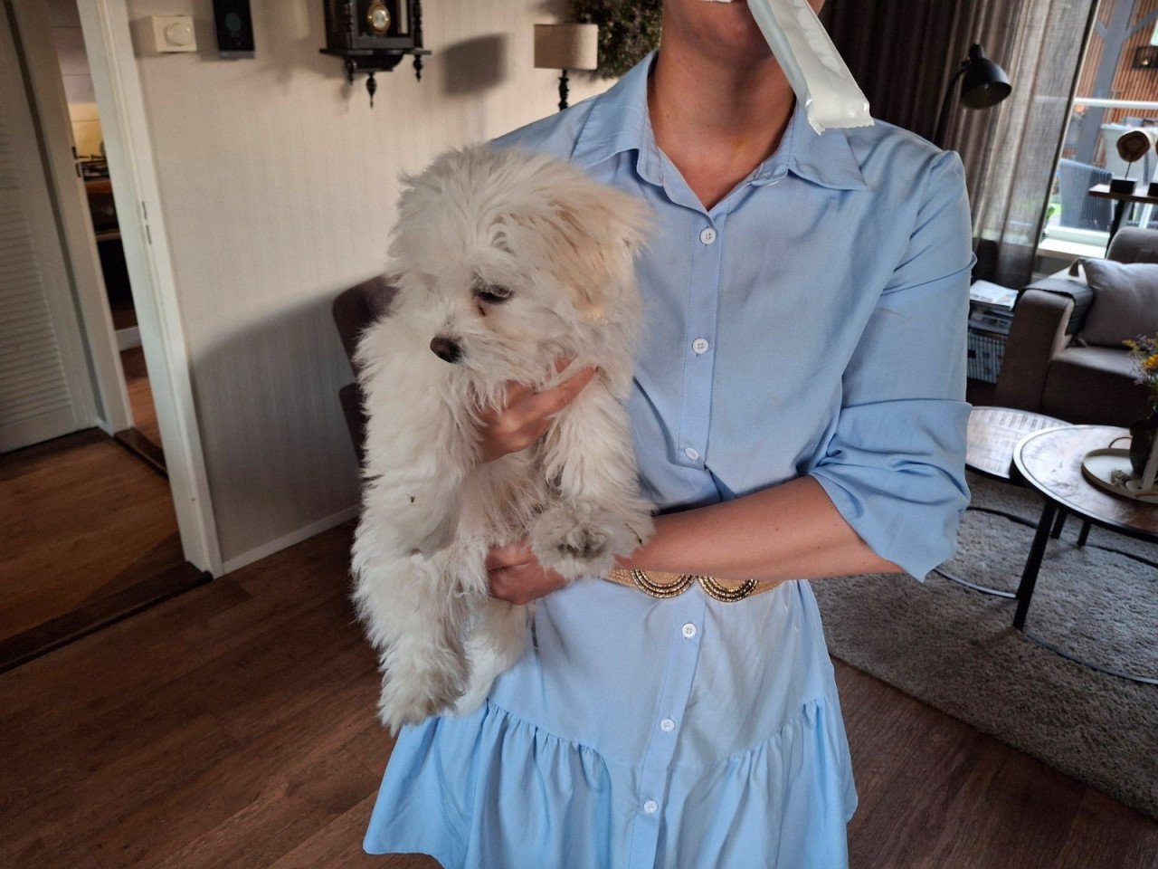 Maltezer pup
