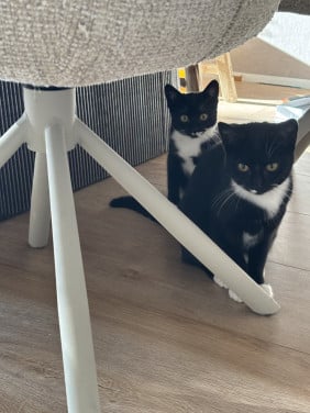 Lieve kittens