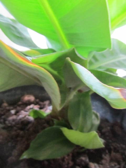 Bananenplant