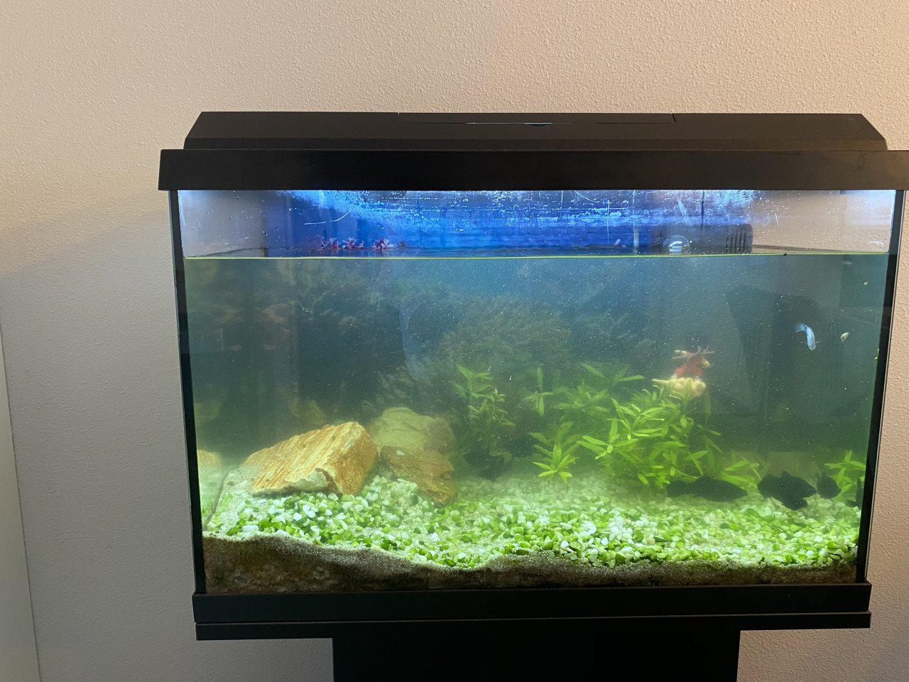 Black Molly’s met aquarium glazenbak (zonder onder kast)