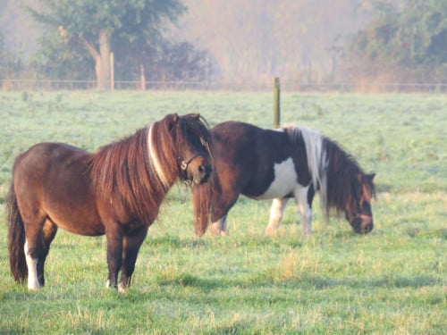 Shetlander