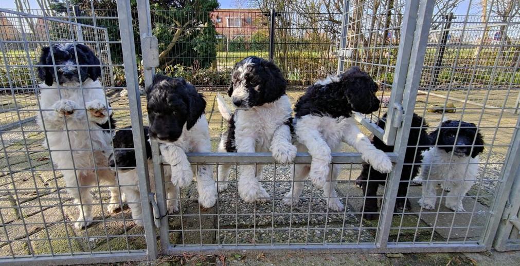 Doodle pups beschikbaar kleine medium en standaard pups