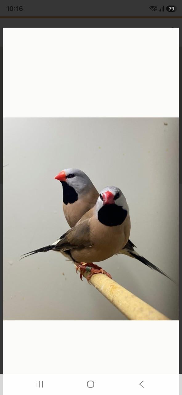 Te koop mooie gezonde spitstaart koppeltje