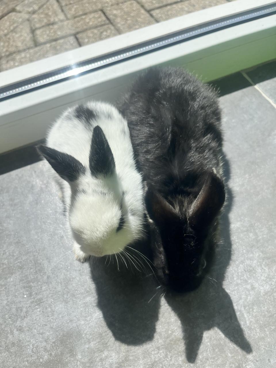 8 lieve baby konijntjes te koop