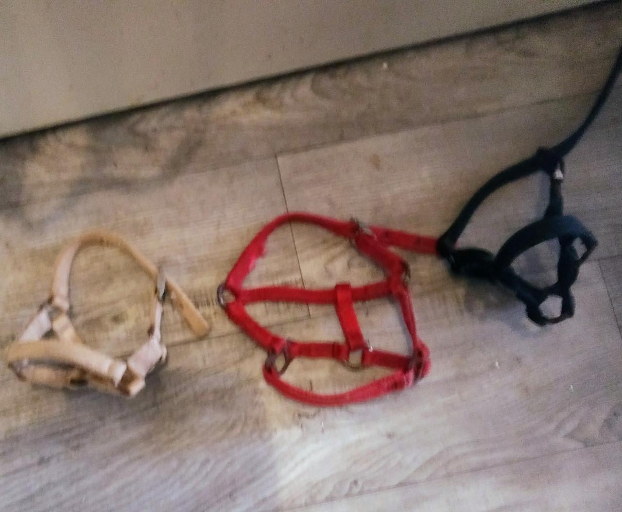 TE KOOP GEBRUIKTE MINIPAARDEN VEULEN HALSTERS