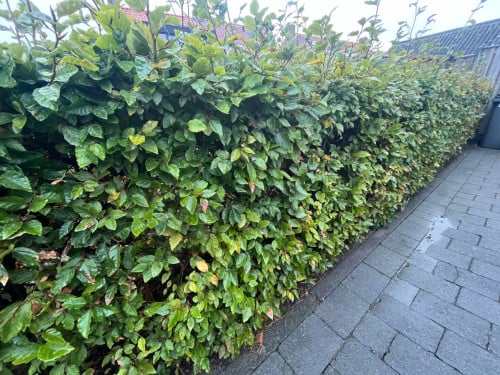 Haagbeuk Beukhaag te koop