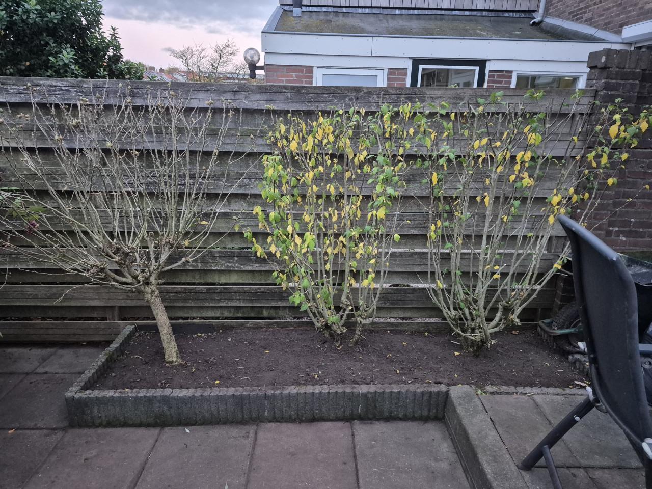 Betaalbare en Betrouwbare tuinman nodig? Beschikbaar!!