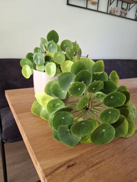 Grote, unieke pannekoekplant