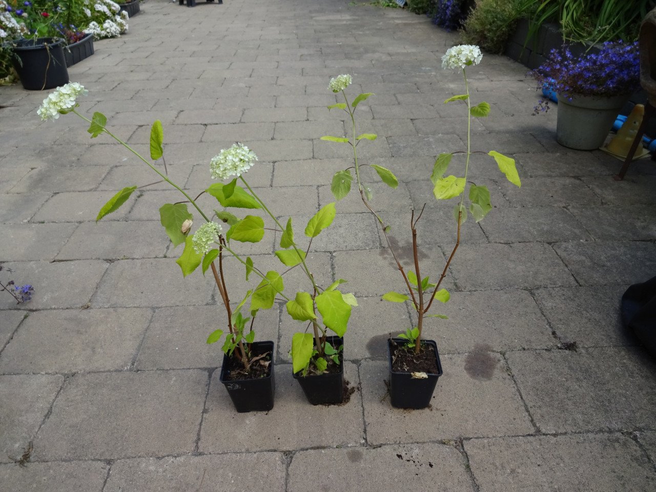 Vaste planten uit hobbykweek