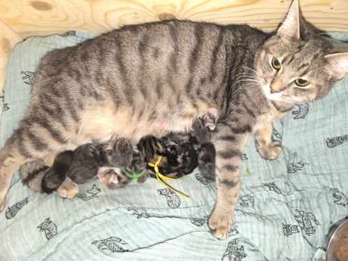 5 mooie kittens