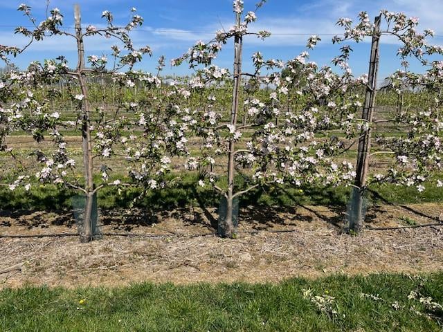 Fruitbomen in leivorm / Leibomen / Appel