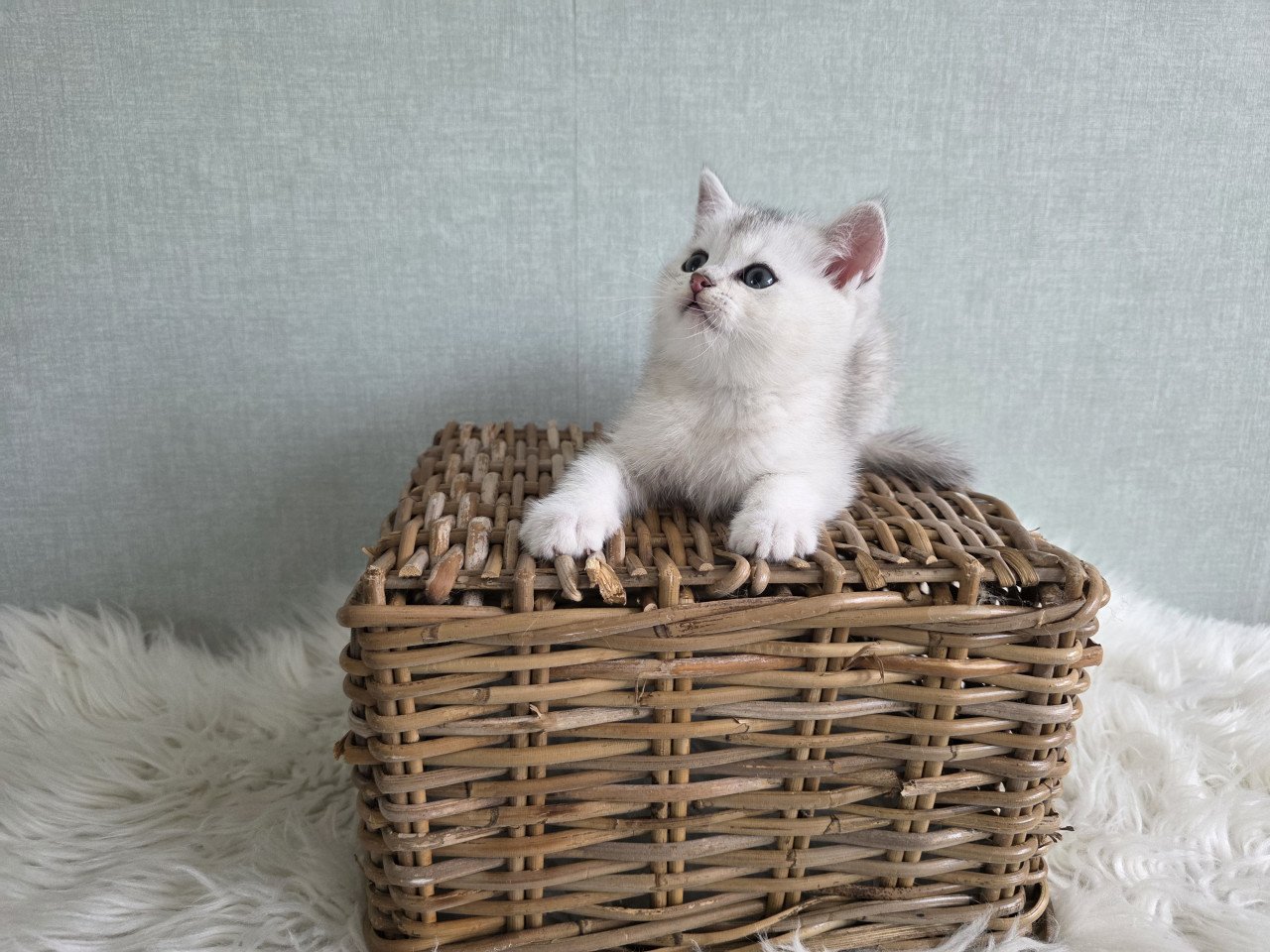 Brits korthaar Black silver shaded kitten