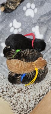 Schitterende kittens