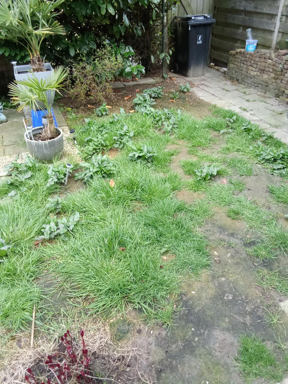 Onkruid verwijderaar m/v