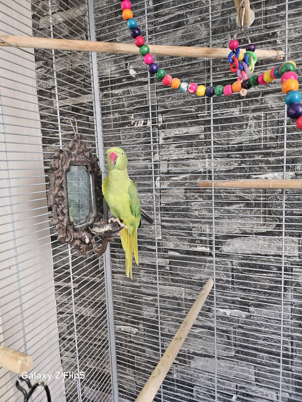 Zeer lieve tamme halsband parkiet