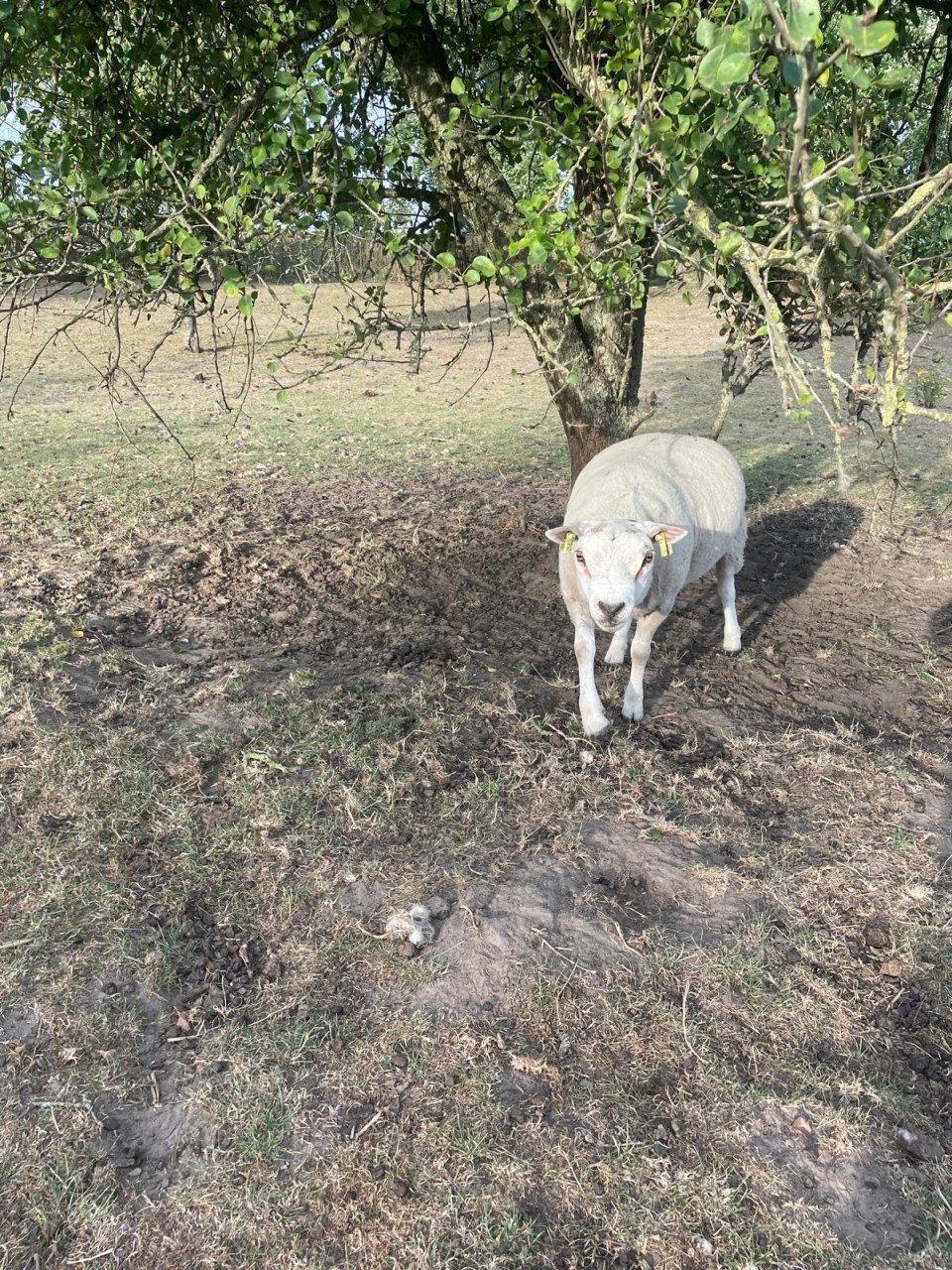 Texelaar schapen