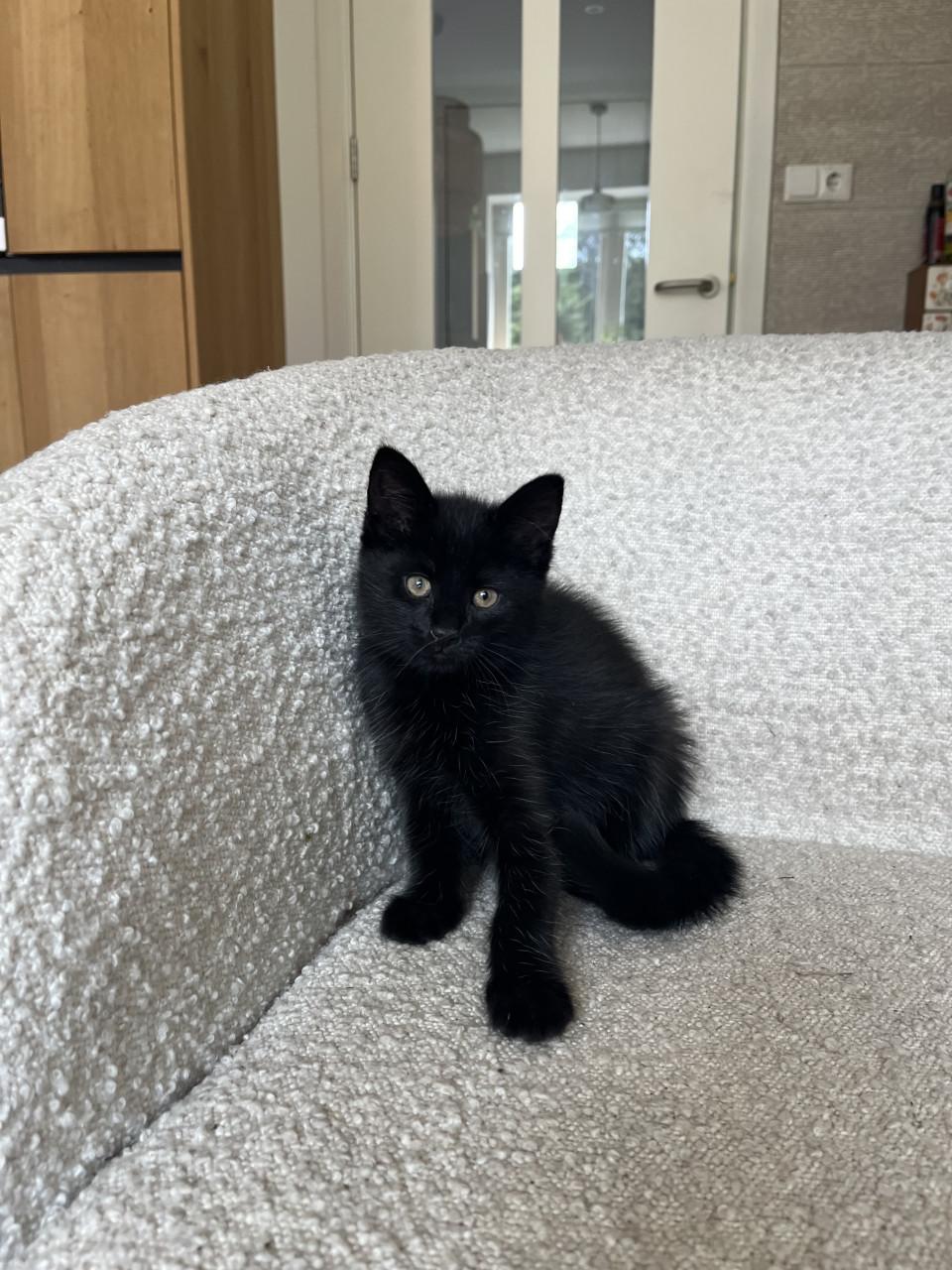 Kittens