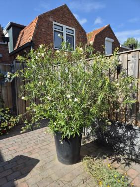 Witte Oleander in grote pot