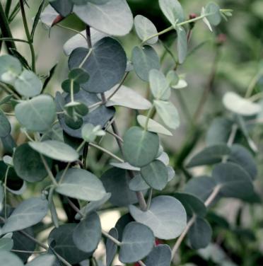 Eucalyptus snoeien tegen mooie bos bloemen