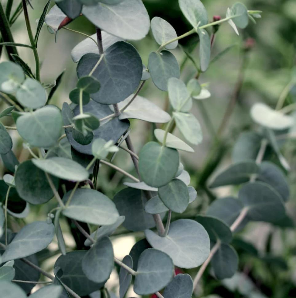 Eucalyptus snoeien tegen mooie bos bloemen