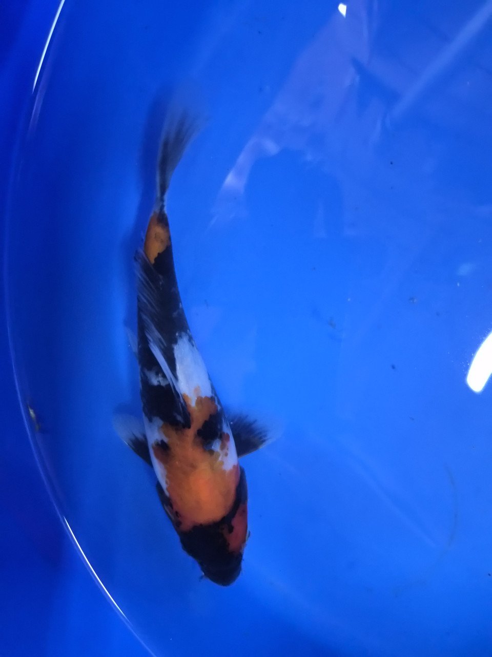 Diverse koi