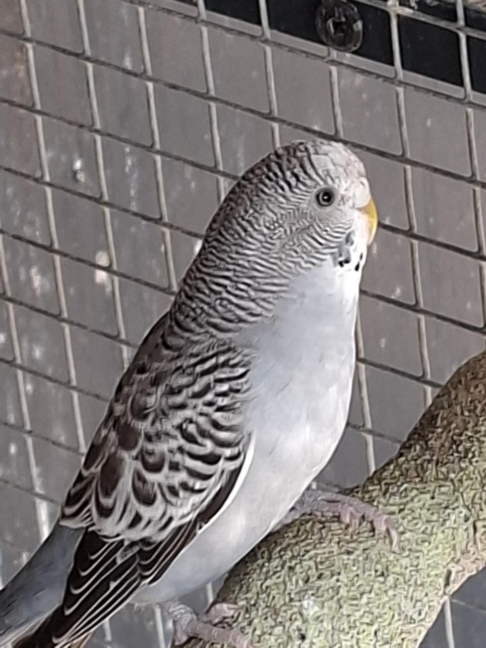 Jonge grasparkieten.