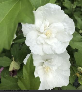 Hibiscus / Chinese roos planten van de hobbykweker