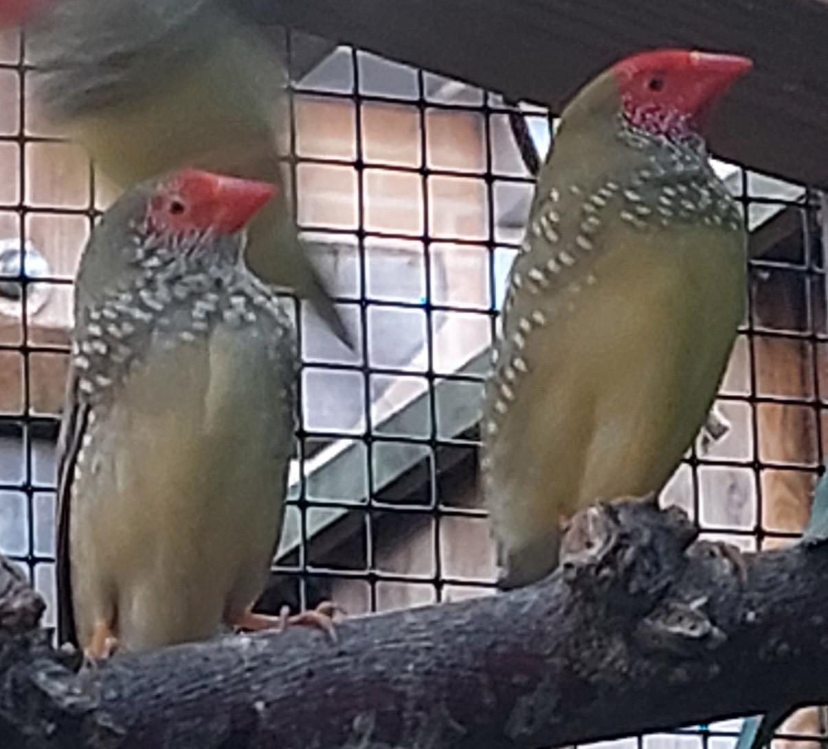 Binsenastrilde roodkop