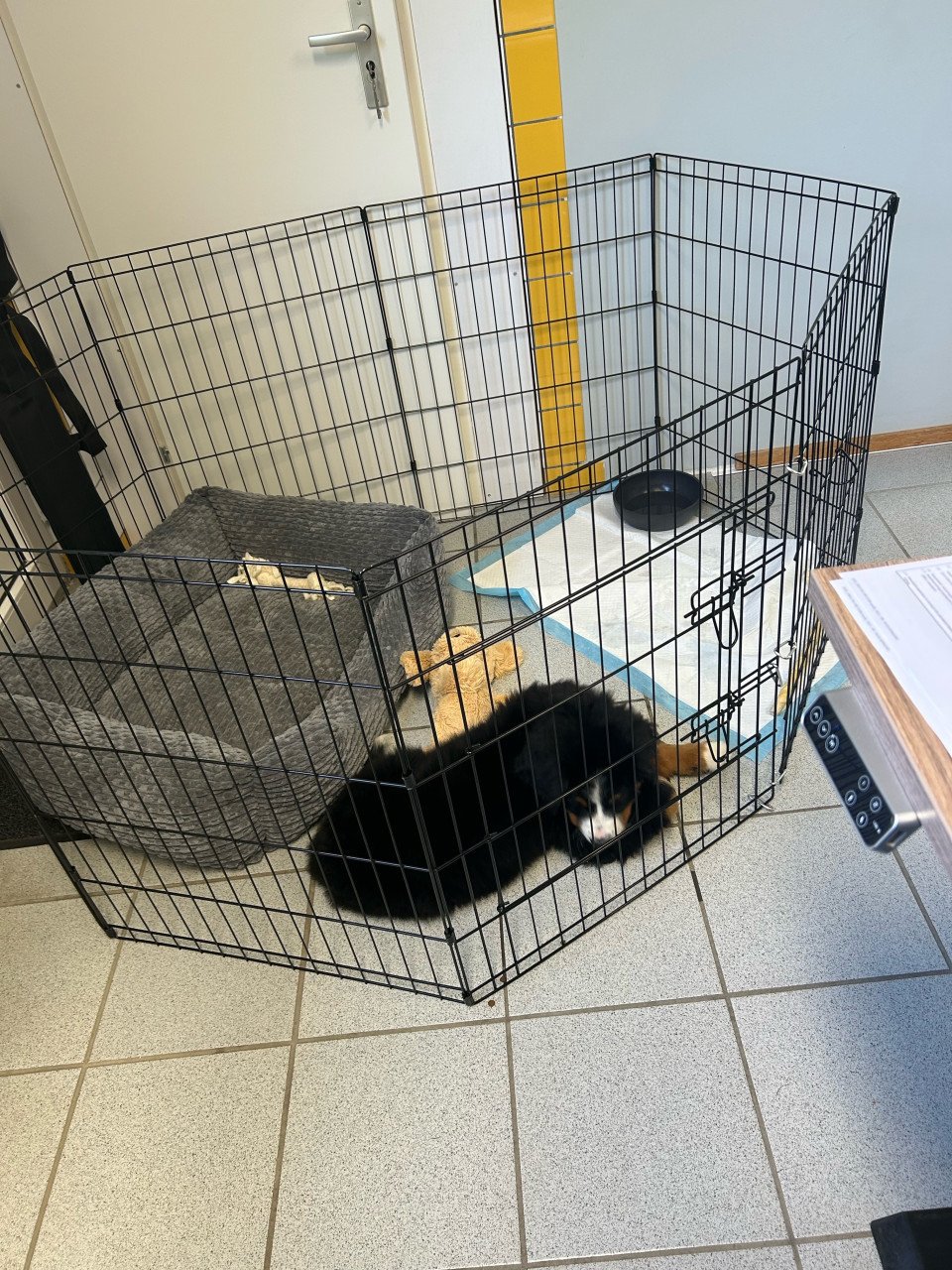 Honden / puppy ren
