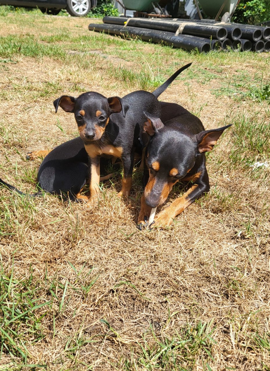 2 dwergpinscher puppy's