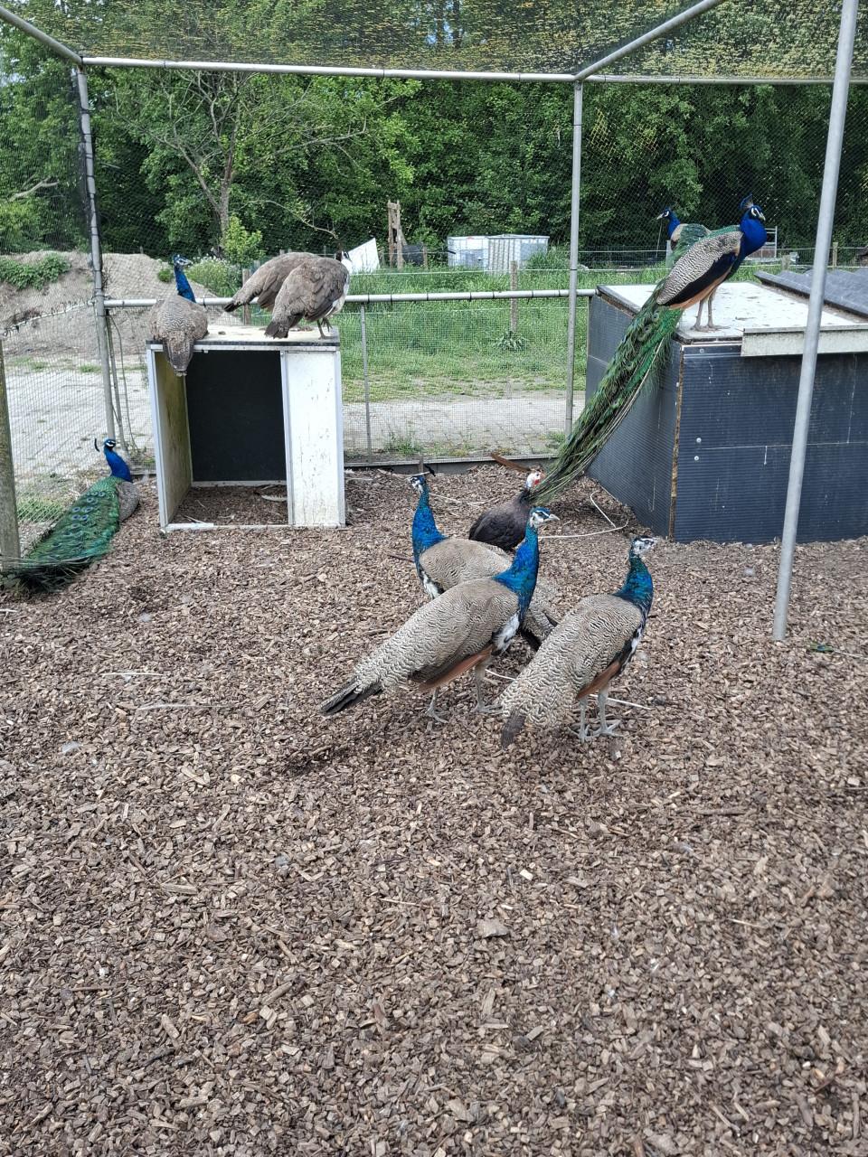 Blauwe pauwen, hennen en hanen