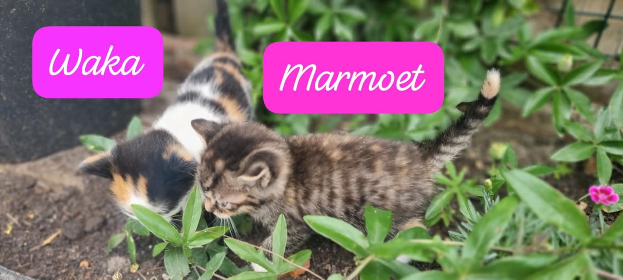 Kittens