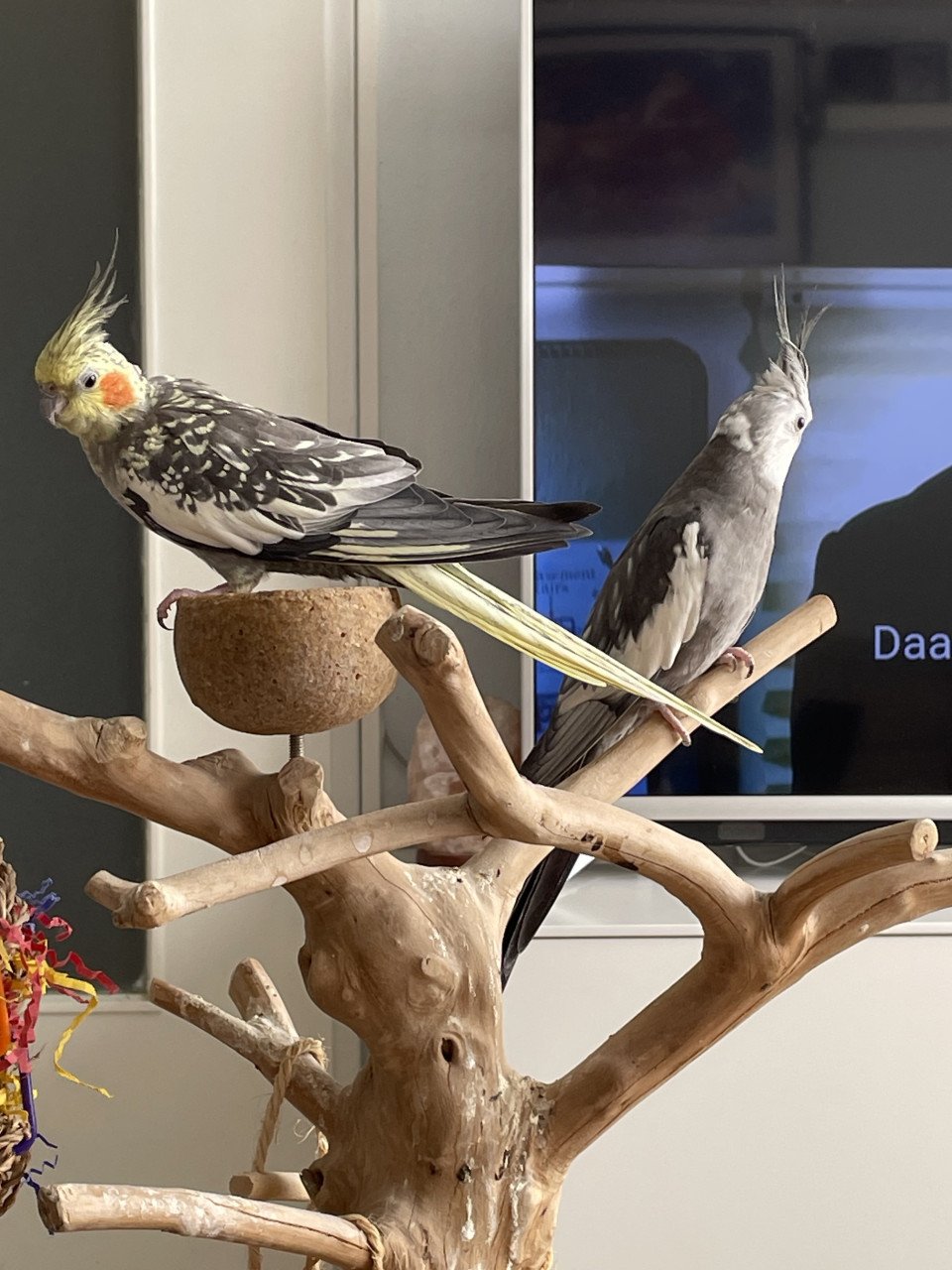 Handtamme valkparkieten