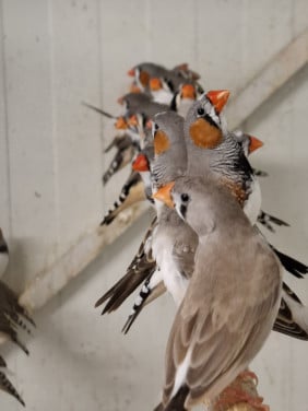 Ruime keuze zebravinken