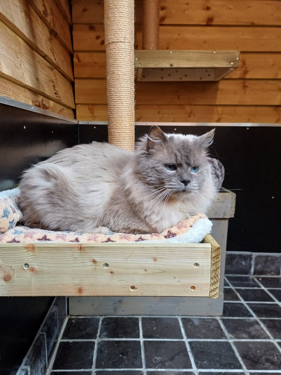 Mooie lieve Ragdoll Blue Point kater met stamboom