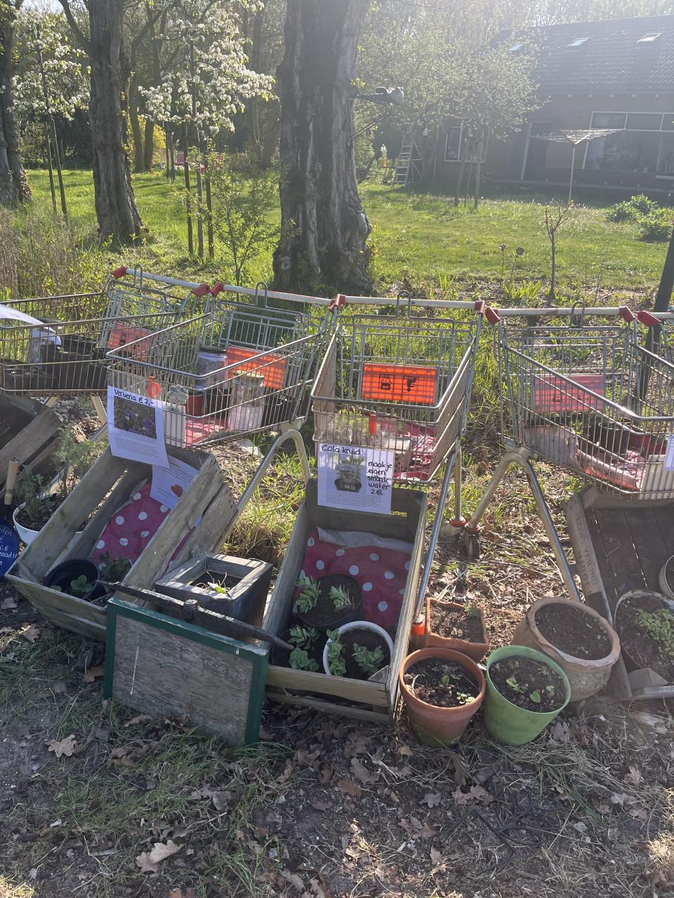 Biologische tuinplanten