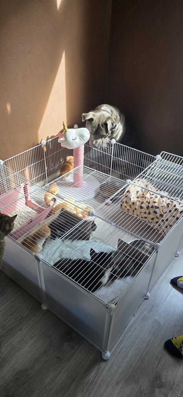 Nog 5 Supper schattige kittens