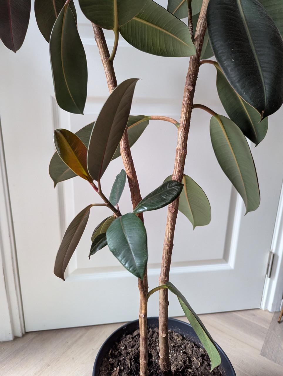 Ficus Elastica 'Robusta'