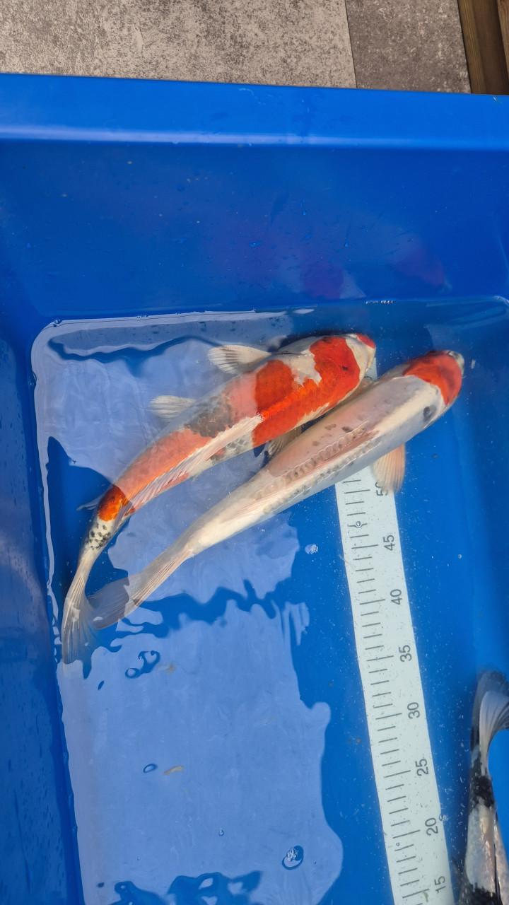 Diamand steur en mooie koi