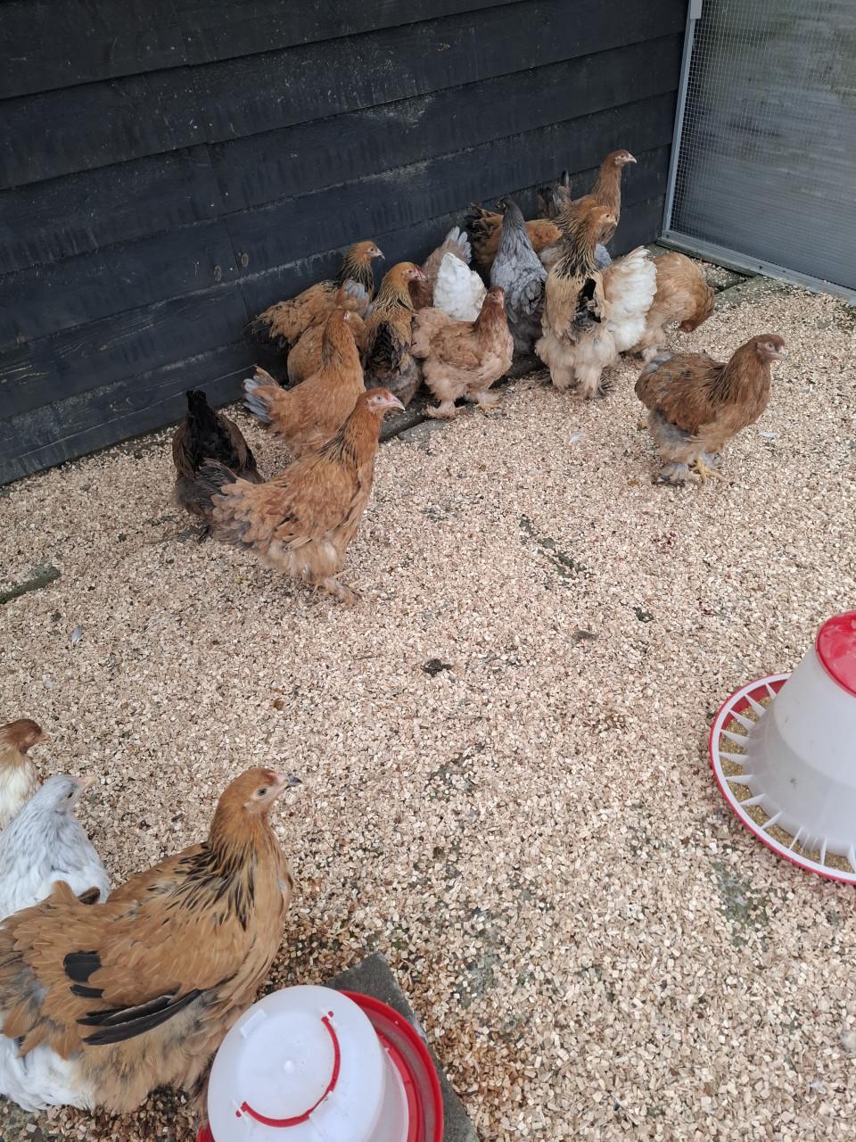 Cochin krielen...........