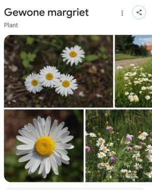 Gewone margriet