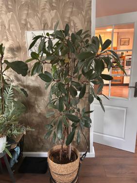 Grote plant in mand