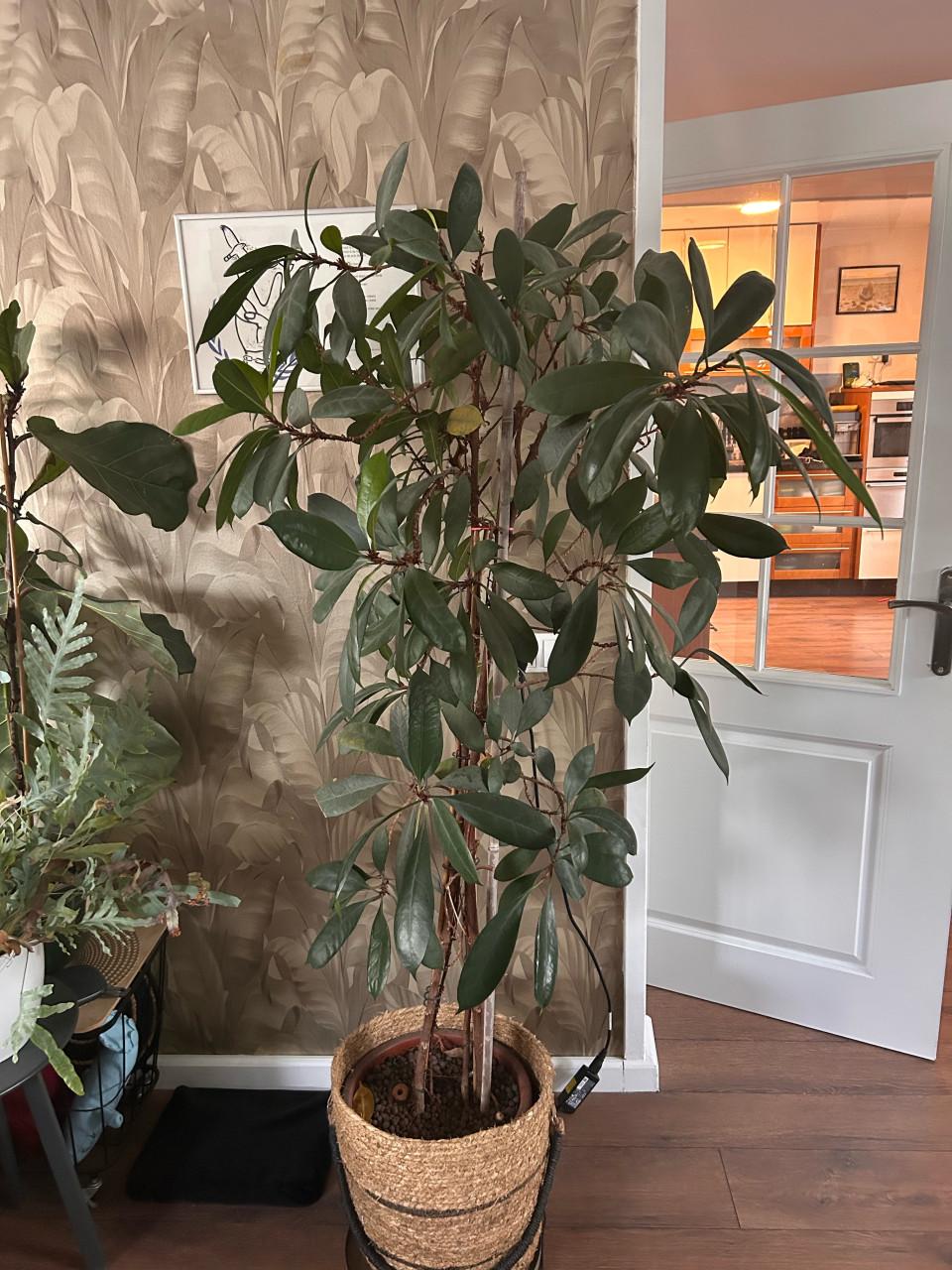 Grote plant in mand