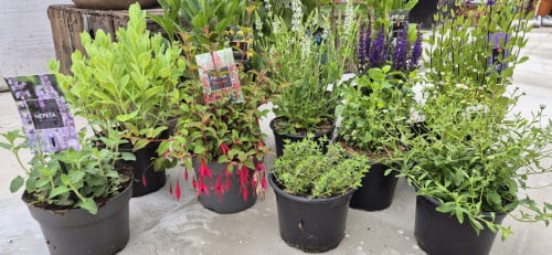 Vaste planten, verantwoord gekweekt.