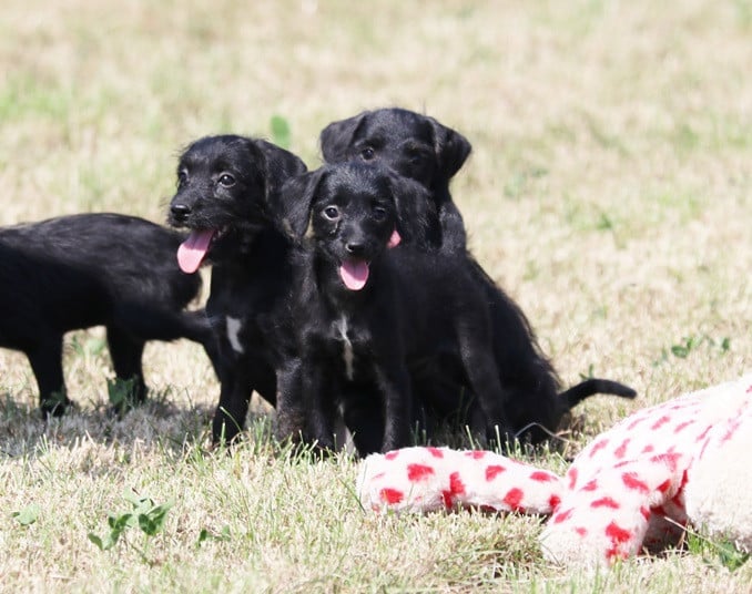Super leuke kruising pups