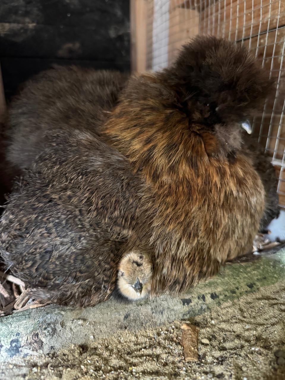 Broedeieren zijdehoentjes