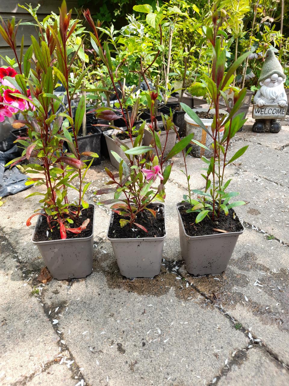 Vaste planten
