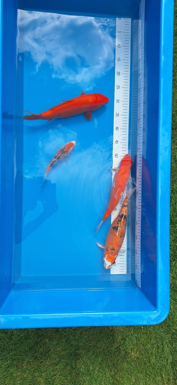 4 koi karpers 75 euro